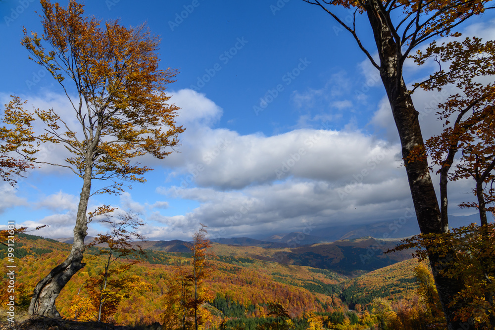 Isolated tree on top of a hill. Vertical view of a single, isola