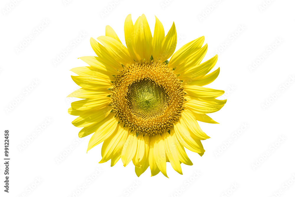 Fototapeta premium sunflower isolated on white background