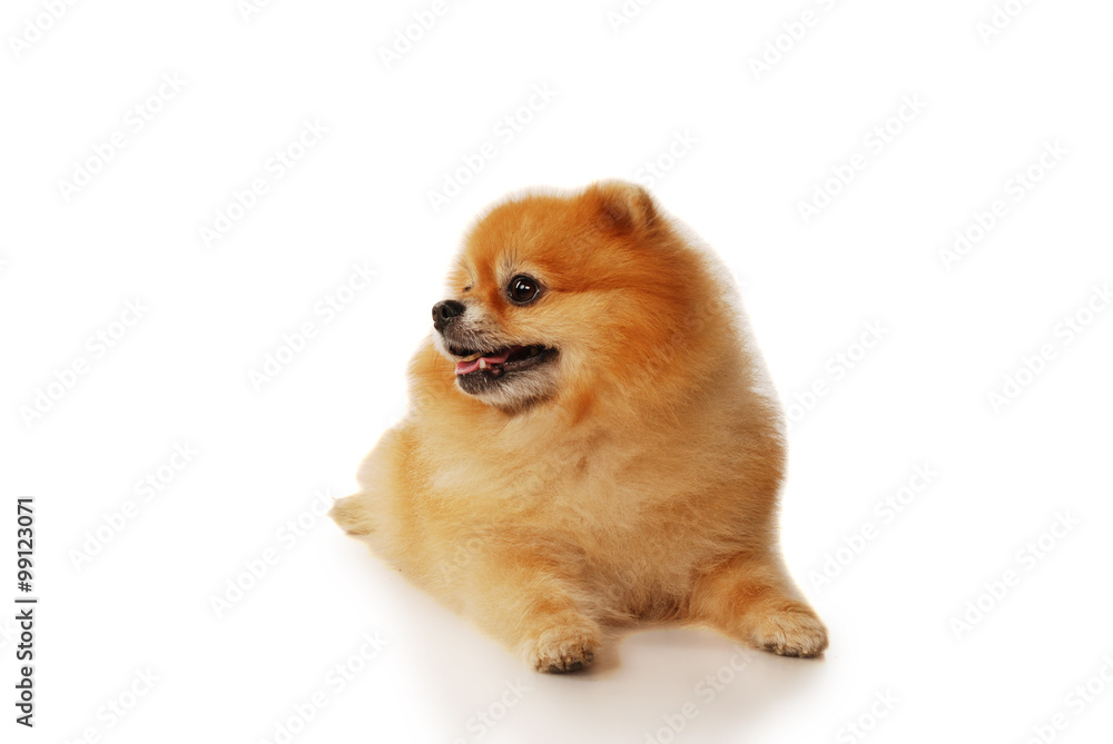Fluffy red Pomeranian dog Fluffy red Pomeranian dog