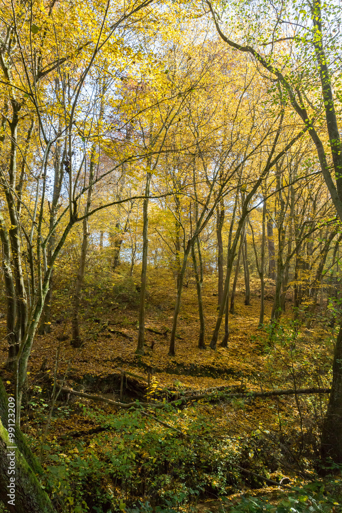 Obraz premium Forêt en automne