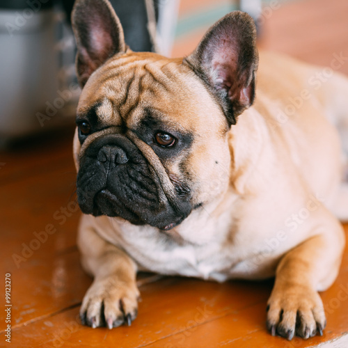 French Bulldog is small breed of domestic dog © Grigory Bruev