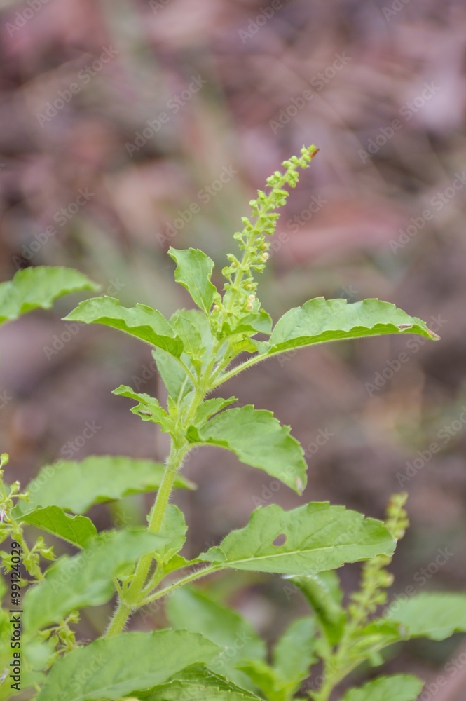 Naklejka premium sweet basil tree in vegetable garden