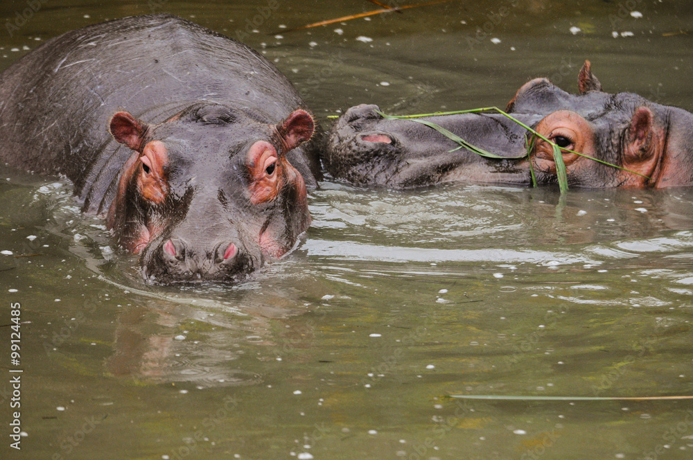 Zwei Nilpferde; Hippopotamus; Südafrika Zwei Nilpferde; Hippopotamus; Südafrika
