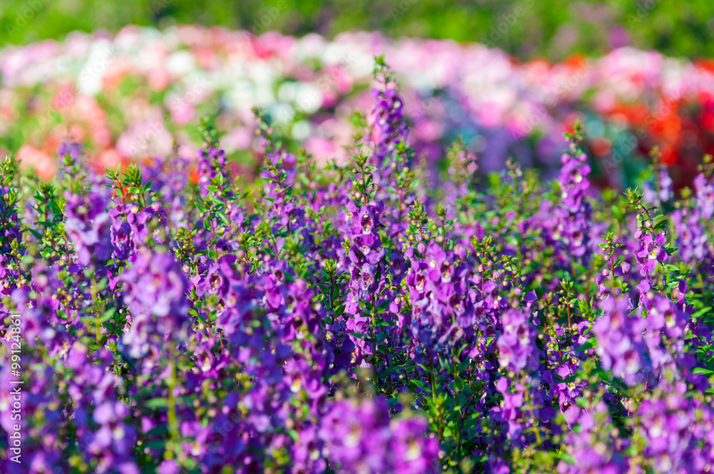 Naklejka premium Lavender flowers