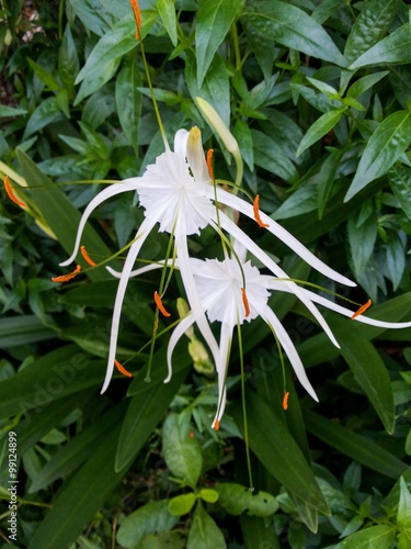 Schnhutchen Hymenocallis latifolia flower in garden photo