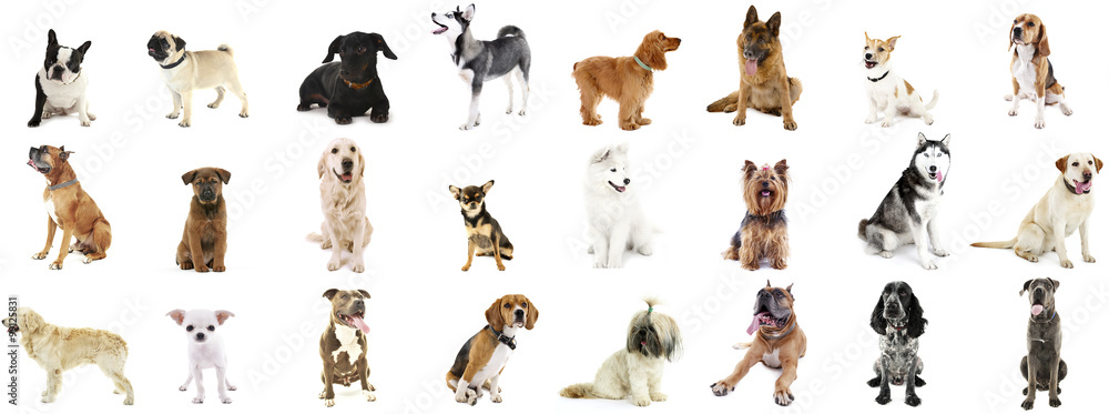 Large group of dog breeds, isolated on white - obrazy, fototapety, plakaty 