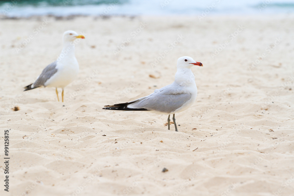 Mouette Mouette