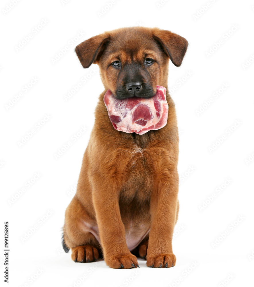 Dog holding raw meat in its mouth,  isolated on white