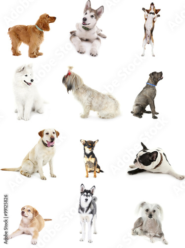 Fototapeta Naklejka Na Ścianę i Meble -  Large group of dog breeds, isolated on white