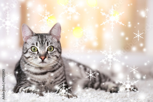 Beautiful cat on light background