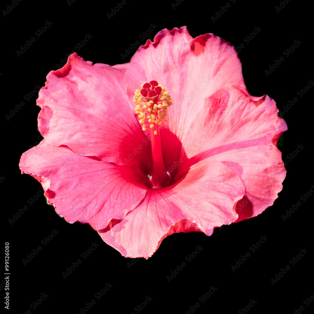 red hibiscus flower on a black background red hibiscus flower on a black background