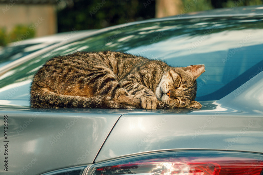 Fototapeta premium Quiet time. cat is sleeping in a car