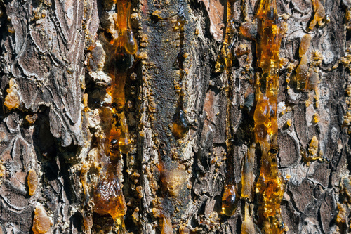 amber drops of pitch flow down on a pine trunk