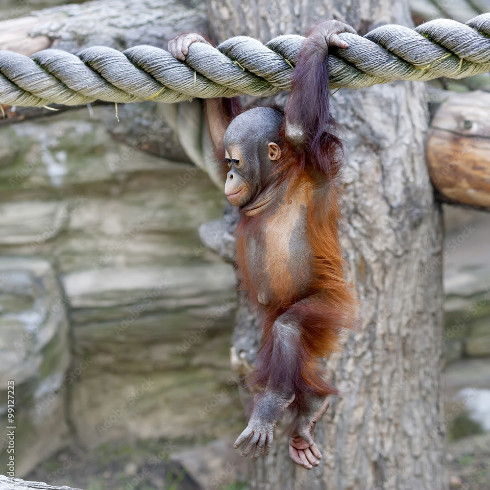 Naklejka premium Walking on air of an orangutan baby. A young monkey on thick rope. Cute and cuddly cub with cheerful expression. Careless childhood of little great ape. Human like primate.