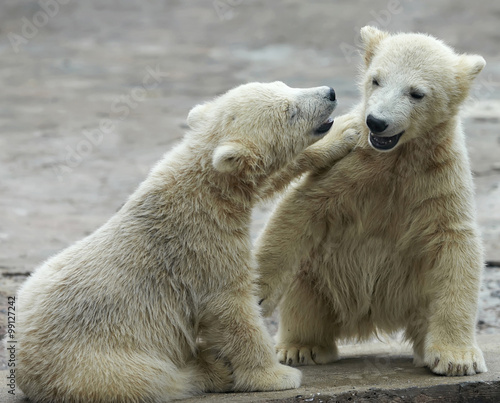 Two young siblings of polar bear are telling baby stories. Cute and cuddly cubs with cheerful expression. Careless childhood of the excellent representatives of the severe and cold Arctic..