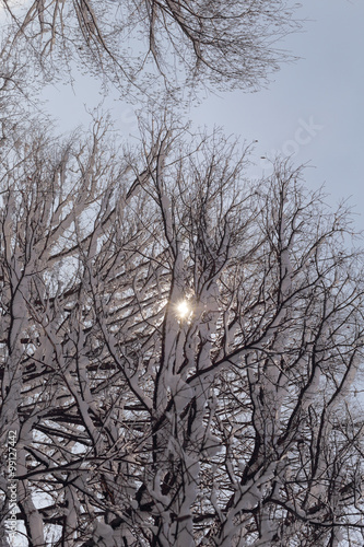 Wallpaper Mural Winter sun shines through the snow covered tree branches Torontodigital.ca