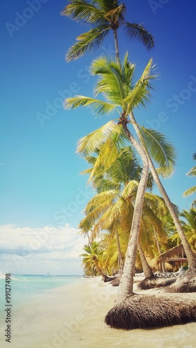 Palm trees on the tropical beach, beautiful view from Saona island