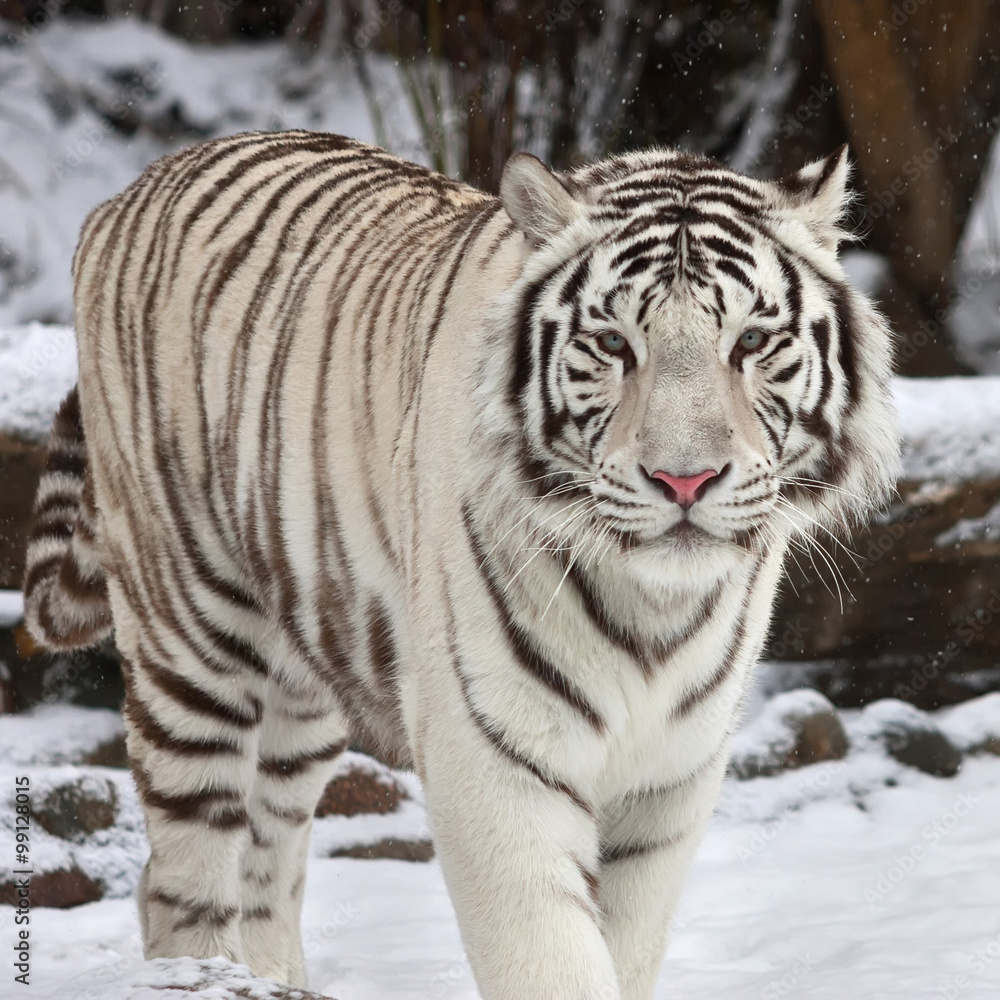 Naklejka premium Stare of a calm white bengal tiger in winter forest. The most beautiful animal and very dangerous beast of the world. This severe raptor is a pearl of the wildlife. An excellent animal portrait.