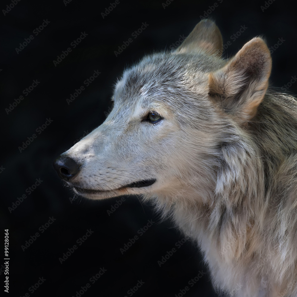 Side face portrait of an arctic wolf female, isolated on black background. The molting polar wild dog, representative of severe and cold North. Wild beauty of the nature.