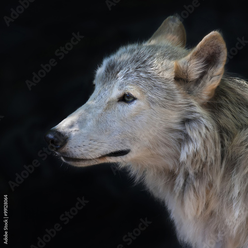 Side face portrait of an arctic wolf female  isolated on black background. The molting polar wild dog  representative of severe and cold North. Wild beauty of the nature.