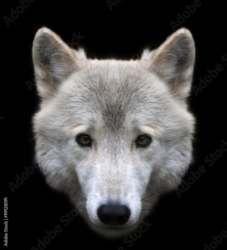 Dodgy look of a polar wolf male, isolated on black background. Eye to eye with the very dangerous beast of the cold North. The head of an Arctic wild dog. Stare straight into the camera..