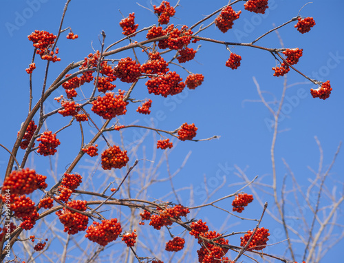 Rowan tree red bunches of rowan berries winter sunny day