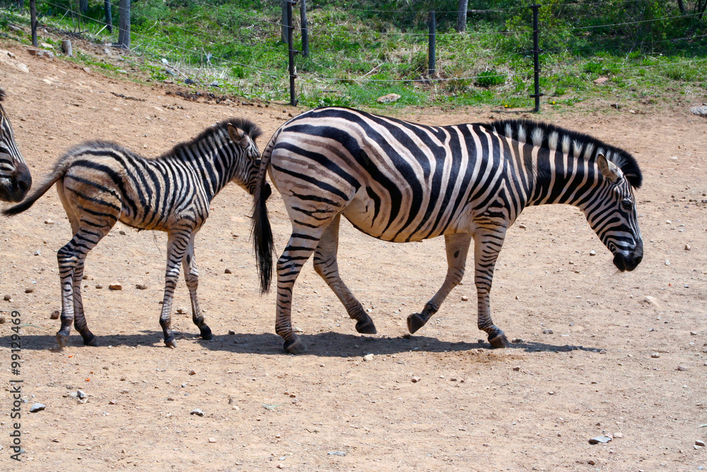 Zebras in the Park. The mother Zebra. Zebra calf. A mother and her child. Family of zebras. Zoology. The Safari Park. Animals for tourists. Striped horses. Wildlife. Zebras in the Park. The mother Zebra. Zebra calf. A mother and her child. Family of zebras. Zoology. The Safari Park. Animals for tourists. Striped horses. Wildlife.