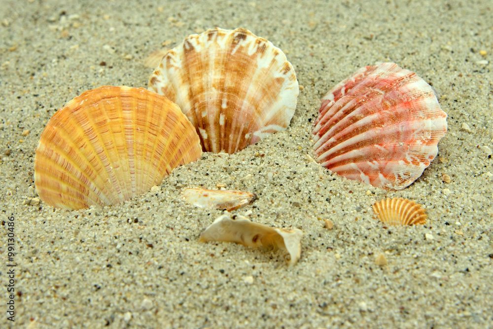 Muscheln Muscheln