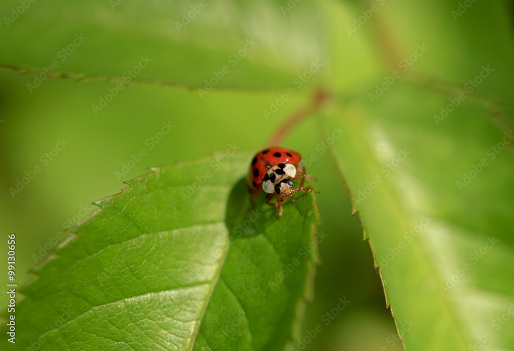 ladybug on green ladybug on green