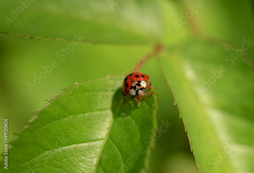 ladybug on green