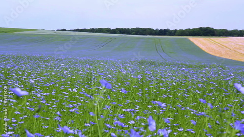 Field of flax blooming in a Belgian countryside. photo