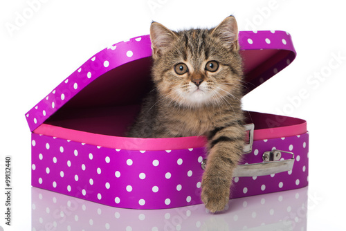 Fototapeta Naklejka Na Ścianę i Meble -  Kätzchen im Koffer