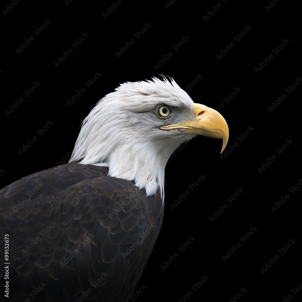 Head and shoulder of bald eagle, haliaeetus leucocephalus, isolated on black background. Side face portrait of American eagle, US national character, very beautiful bird with proud expression. Head and shoulder of bald eagle, haliaeetus leucocephalus, isolated on black background. Side face portrait of American eagle, US national character, very beautiful bird with proud expression.