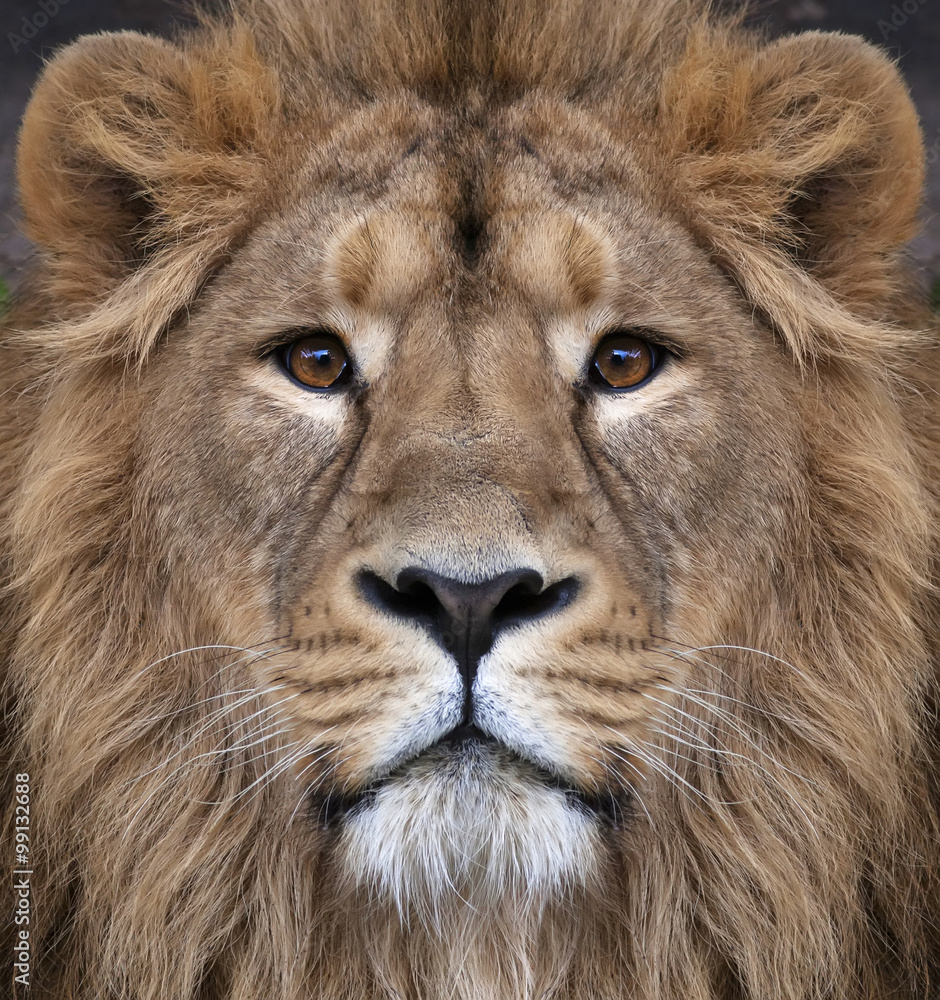 The face of an Asian lion. The King of beasts, biggest cat of the world, looking straight into the camera. The most dangerous and mighty predator of the world. Authentic beauty of the wild nature.