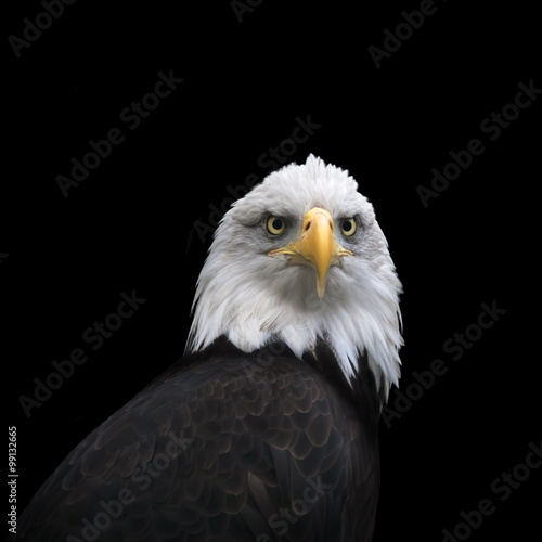 Severe look of a bald eagle, haliaeetus leucocephalus, isolated on black background. Face portrait of an American eagle, US national character, very beautiful bird with proud expression.