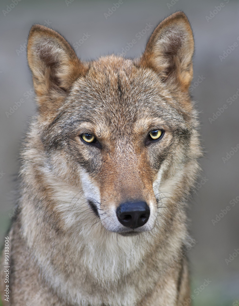 Naklejka premium Head and neck of young, two year old, european wolf female. Face portrait of forest dangerous beast, Canis lupus lupus, on blur background. Beauty of wildlife.