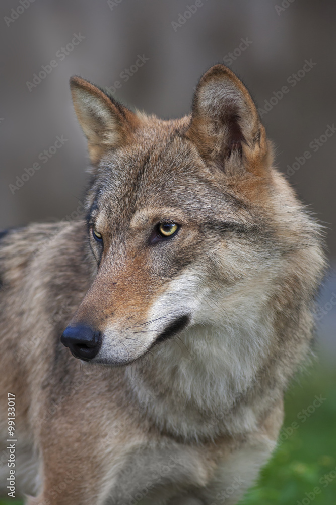 Side look of a young, two year old, european wolf female. Side face portrait of a forest dangerous beast, Canis lupus lupus, on blur background. Beauty of the wildlife.
