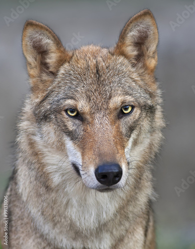 Head and neck of young, two year old, european wolf female. Face portrait of forest dangerous beast, Canis lupus lupus, on blur background. Beauty of wildlife.