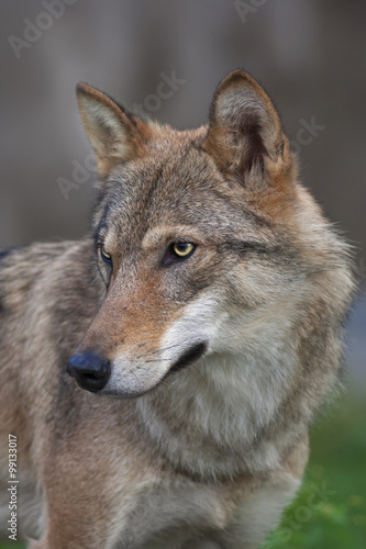 Side look of a young  two year old  european wolf female. Side face portrait of a forest dangerous beast  Canis lupus lupus  on blur background. Beauty of the wildlife.