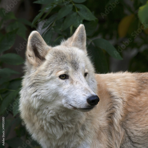 Side look of a polar wolf male on greenery background. Eye to eye with the very dangerous beast of the cold North. Severe beauty of the wildlife.