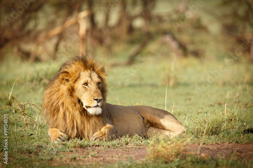 Fototapeta Naklejka Na Ścianę i Meble -  Löwe