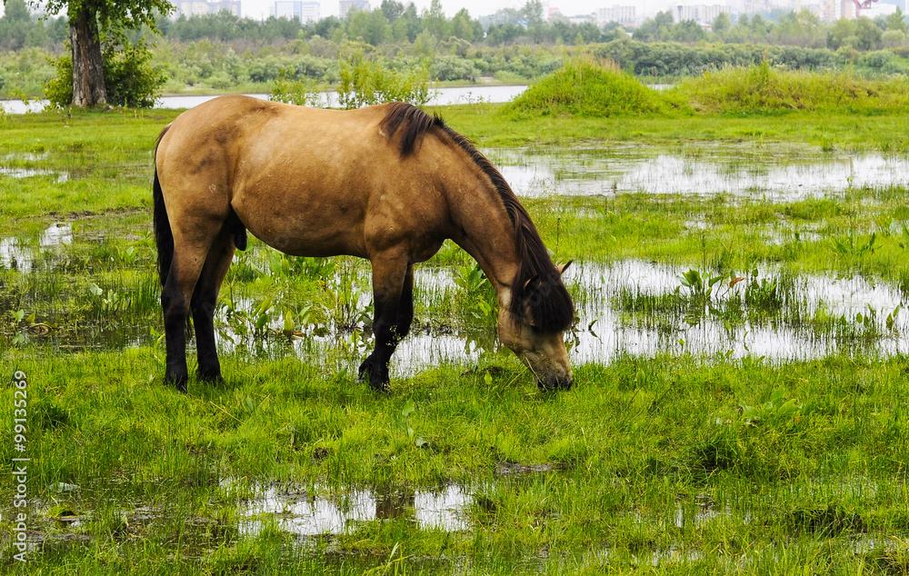 The brown horse is grazed on a meadow.ø The brown horse is grazed on a meadow.ø