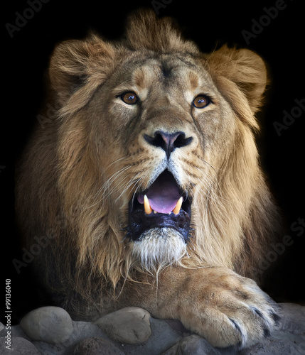 The head and a paw of a drowsy Asian lion, isolated on black background. The King of beasts, biggest cat of the world. The most dangerous and mighty predator of the world.