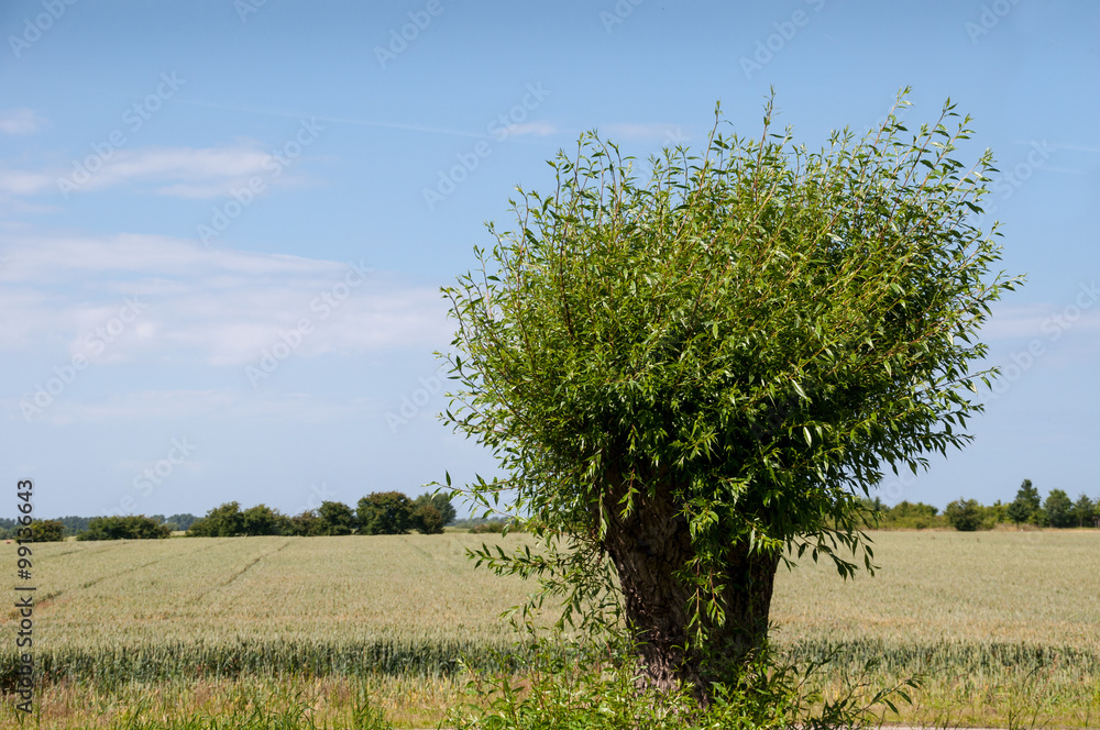 Naklejka premium Pollard willow. Cornfield in the background.