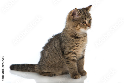 Fototapeta Naklejka Na Ścianę i Meble -  Getigertes Kätzchen