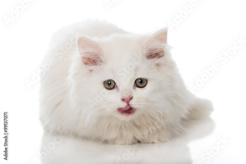 Fototapeta Naklejka Na Ścianę i Meble -  Kätzchen schleckt sich das Maul