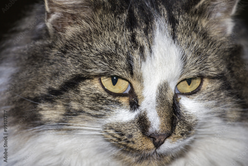 Portrait of beautiful cat