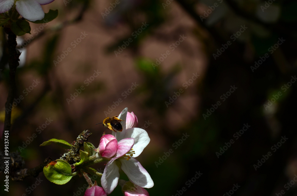 Obraz premium Apfelblüte mit Biene