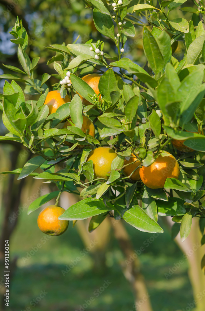 orange tree