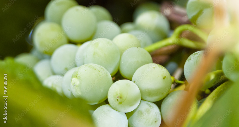 Grapes Closeup on Vine Grapes Closeup on Vine